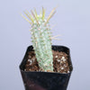 Variegated Corn Cob Cactus Euphorbia mammillaris