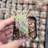 Variegated Corn Cob Cactus Euphorbia mammillaris