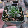 Crassula exilis ssp. cooperi 'Tiger Jade'