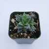 Crassula exilis ssp. cooperi 'Tiger Jade'