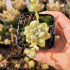Graptoveria mendozae [Fragile]