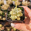 Graptoveria mendozae [Fragile]