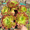 Aeonium 'Blushing Beauty'