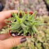 Crassula tetragona 'Miniature Pine Tree'