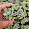 Sedum clavatum