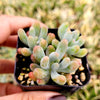 Sedum pachyphyllum 'Jelly Beans'