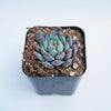 Sedeveria 'Blue Elf'