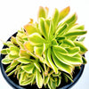 Aeonium arboreum 'Luteovariegatum' Variegated