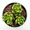 Sedum lucidum 'Obesum'