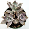 Graptopetalum paraguayense - Blue Haze