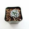 Graptopetalum pachyphyllum 'Bluebean'