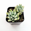 Sedeveria 'Silver Frost'