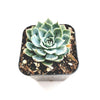 Echeveria subalpina