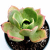 Aeonium nobile