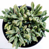 Senecio kleiniiformis - Spear Head