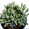 Senecio kleiniiformis - Spear Head