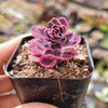 SunSparkler® Sedum 'Dream Dazzler'