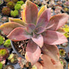 Graptoveria 'Fred Ives'