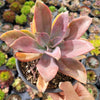 Graptoveria 'Fred Ives'