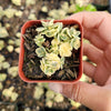 SunSparkler® Sedum 'Lime Twister'