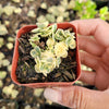 SunSparkler® Sedum 'Lime Twister'