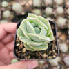 Graptoveria 'Lovely Rose'