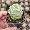 Graptoveria 'Lovely Rose'