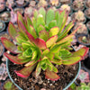 Aeonium 'Phoenix Flame'