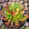 Aeonium 'Phoenix Flame'