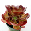 Aeonium 'Blushing Beauty'
