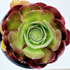 Aeonium 'Blushing Beauty'