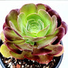 Aeonium 'Blushing Beauty'