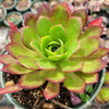 Aeonium 'Phoenix Flame'