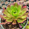 Aeonium 'Phoenix Flame'