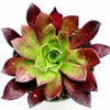 Aeonium 'Phoenix Flame'