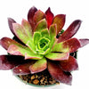 Aeonium 'Phoenix Flame'
