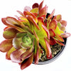 Aeonium 'Blushing Beauty'