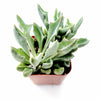 Senecio kleiniiformis - Spear Head