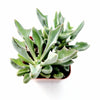 Senecio kleiniiformis - Spear Head