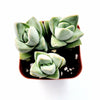 Crassula 'Moonglow'