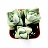 Crassula 'Moonglow'