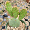 Opuntia santarita Santa Rita Purple Prickly Pear Cactus