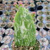 Opuntia monacantha variegata - Variegated Joseph's Coat