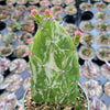 Opuntia monacantha variegata - Variegated Joseph's Coat
