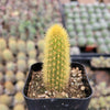 Cleistocactus winteri Golden Rat Tail