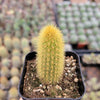 Cleistocactus winteri Golden Rat Tail