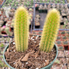 Cleistocactus winteri Golden Rat Tail