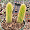 Cleistocactus winteri Golden Rat Tail