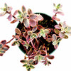 SunSparkler® Sedum 'Wildfire'