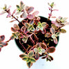 SunSparkler® Sedum 'Wildfire'